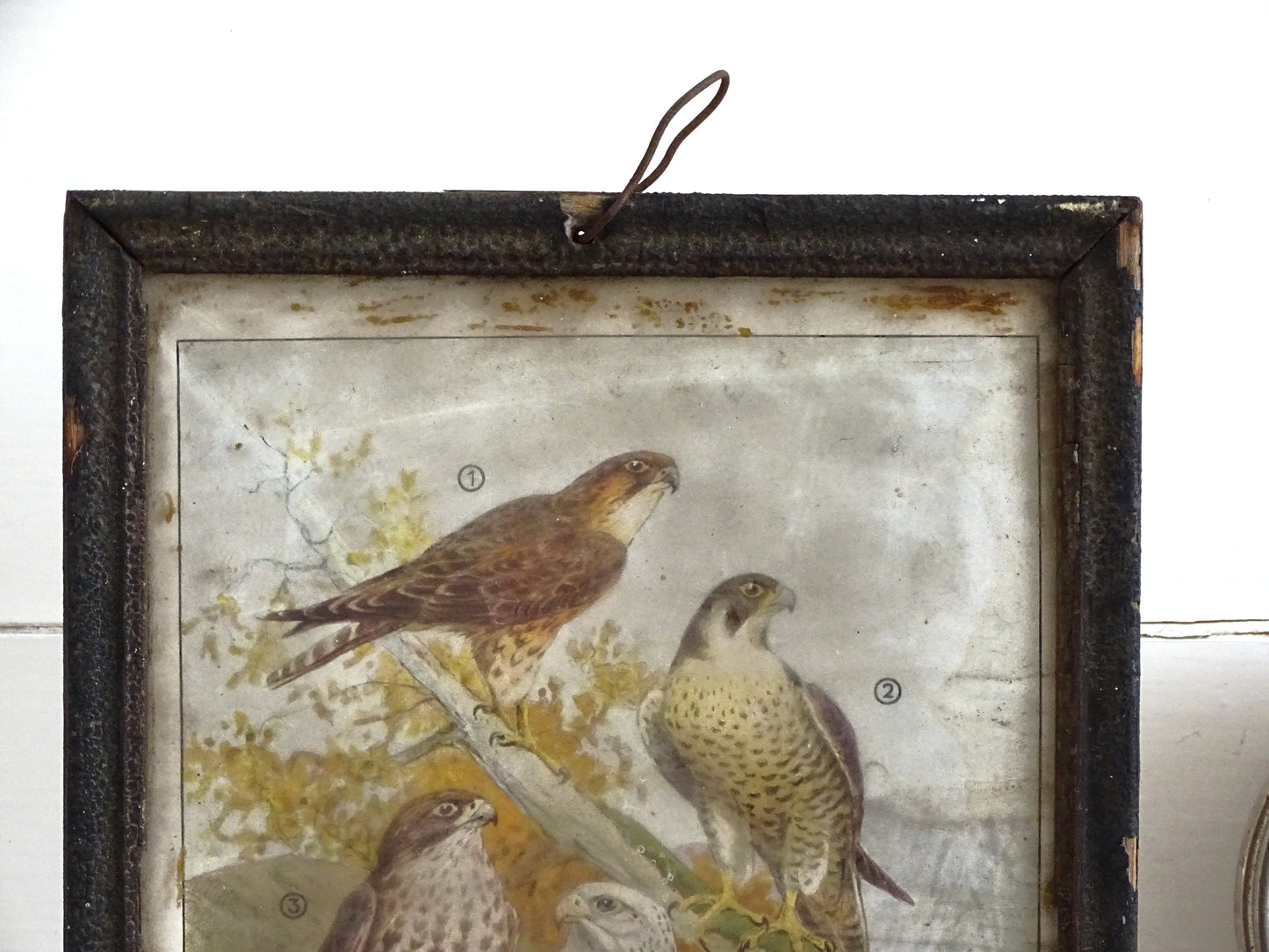 Antique German Falcon Print in Metal Frame