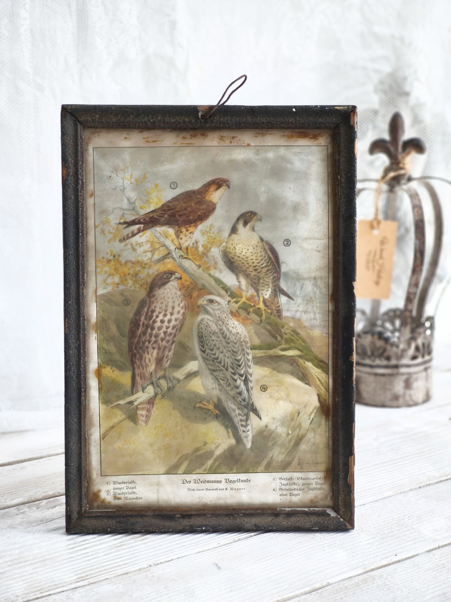 Antique German Falcon Print in Metal Frame