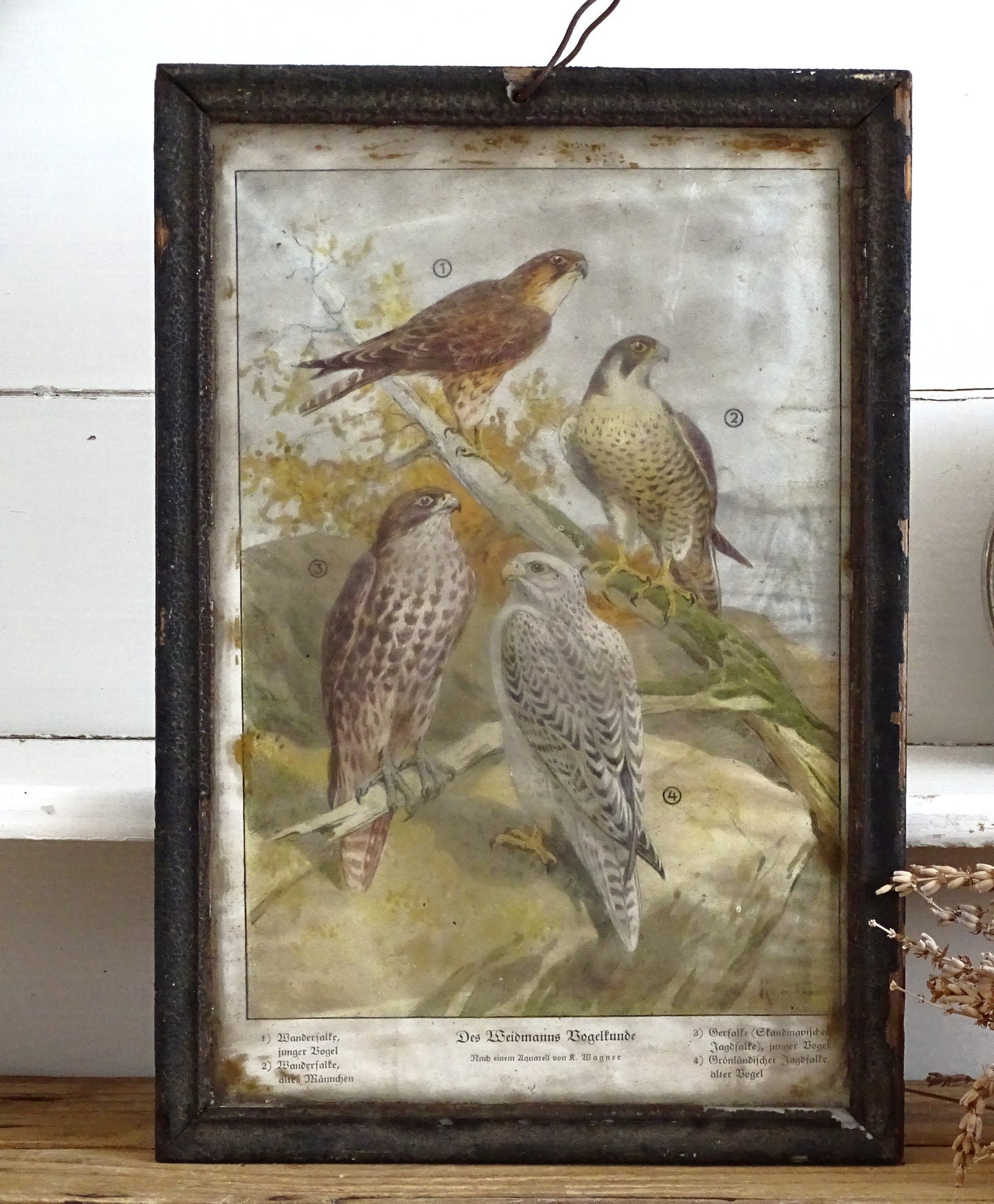 Antique German Falcon Print in Metal Frame
