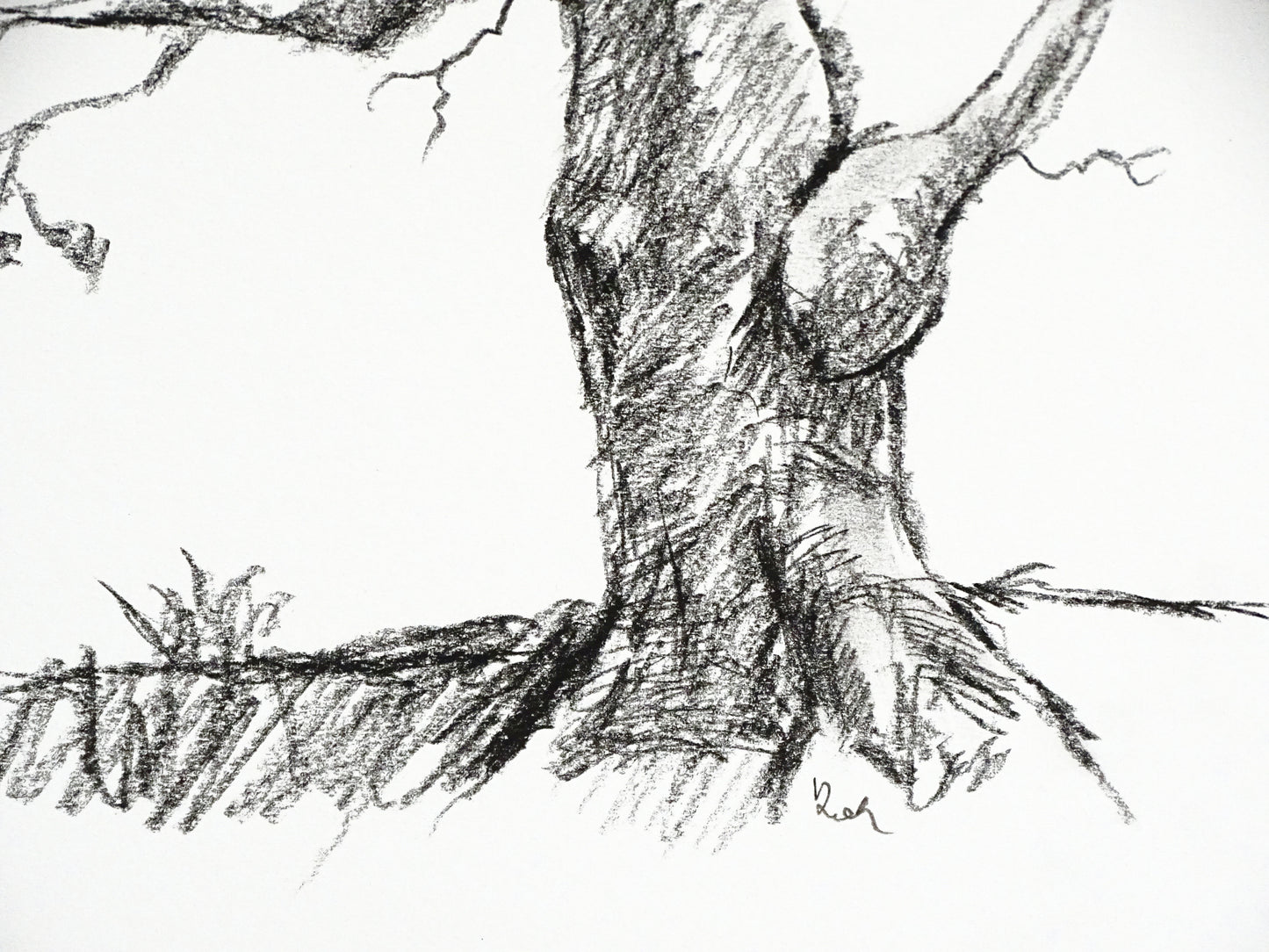 Tree Original Charcoal Drawing, Sketch