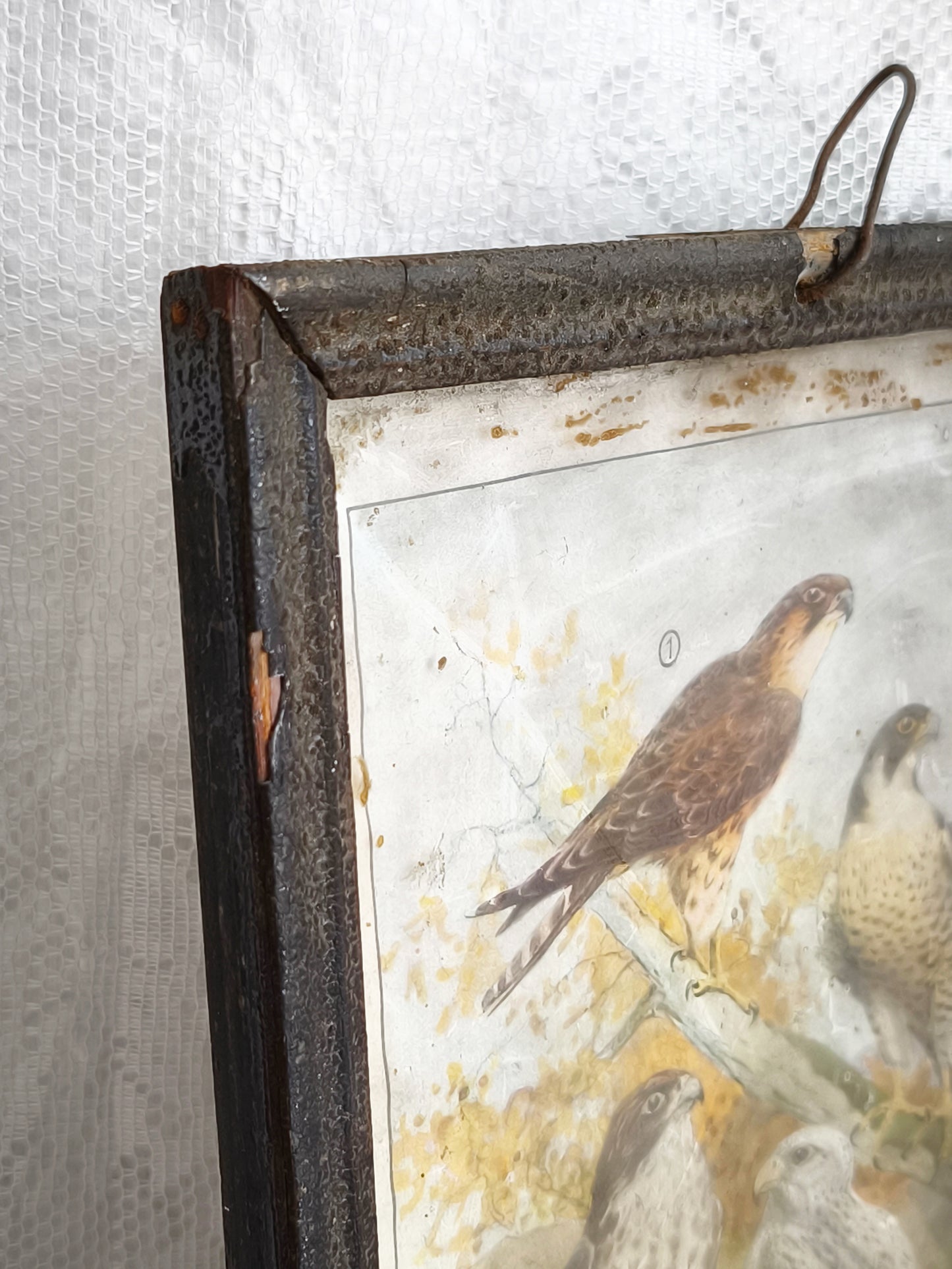 Antique German Falcon Print in Metal Frame