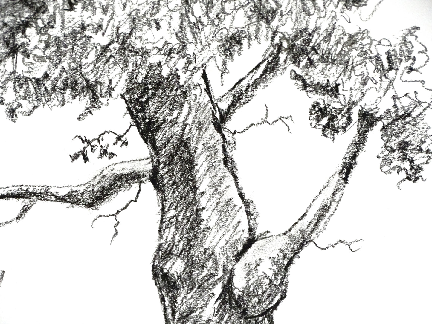 Tree Original Charcoal Drawing, Sketch