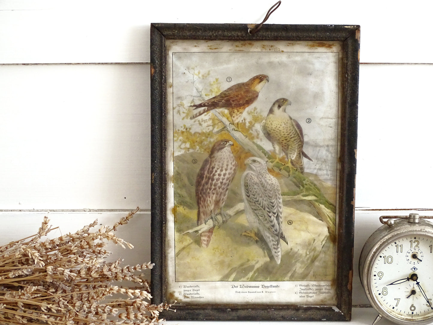 Antique German Falcon Print in Metal Frame