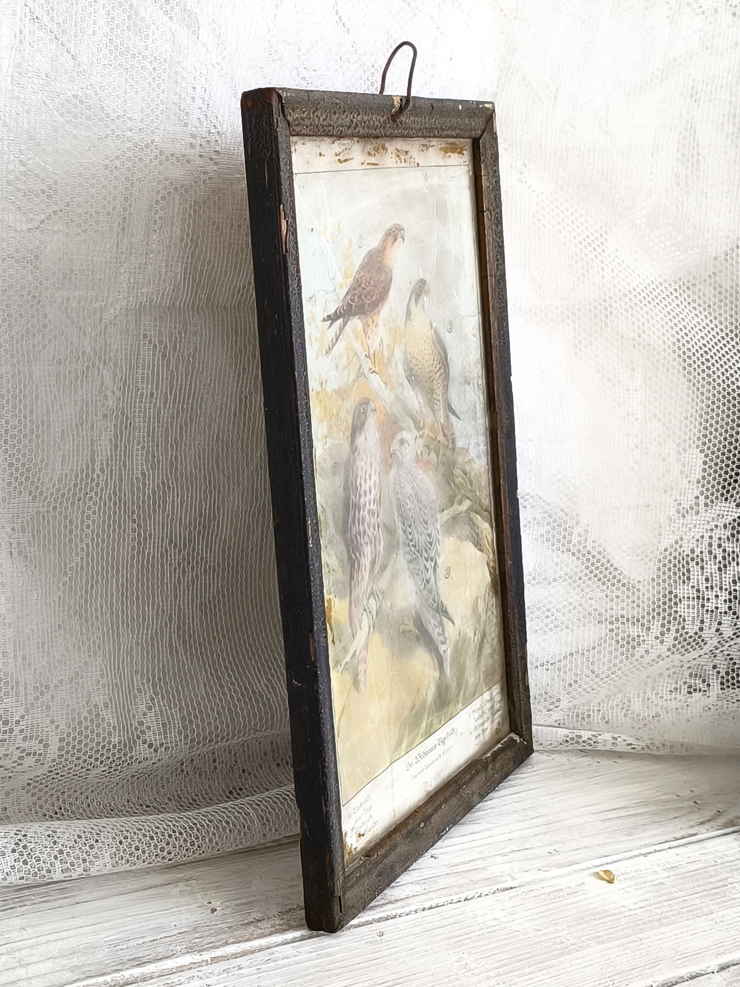Antique German Falcon Print in Metal Frame
