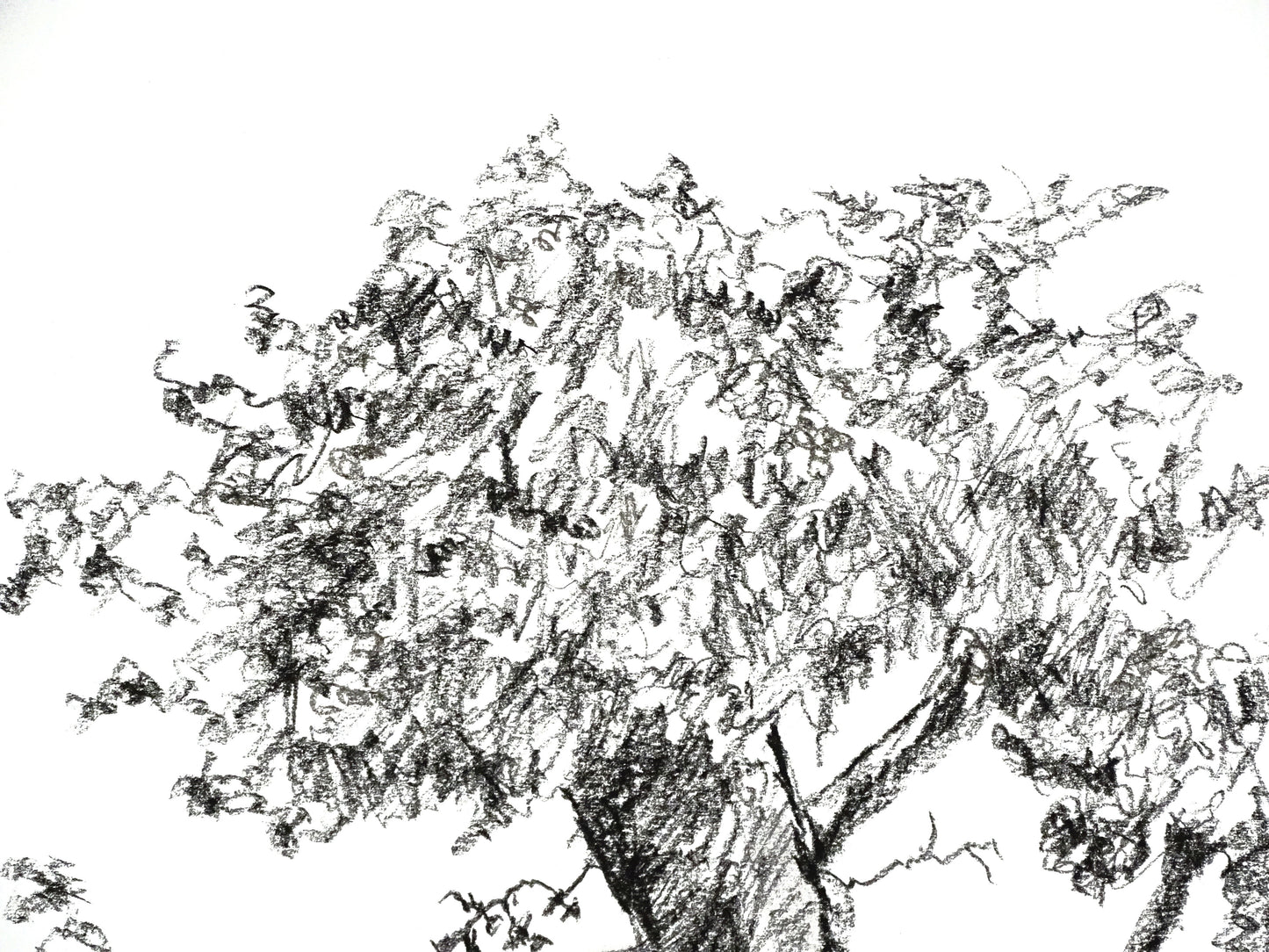 Tree Original Charcoal Drawing, Sketch