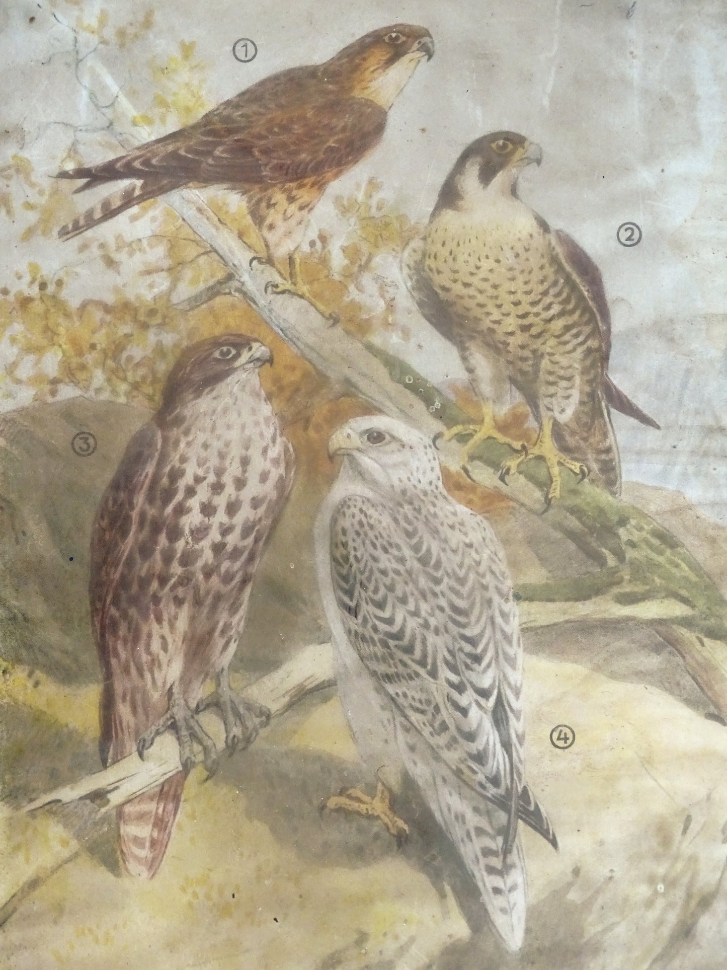 Antique German Falcon Print in Metal Frame