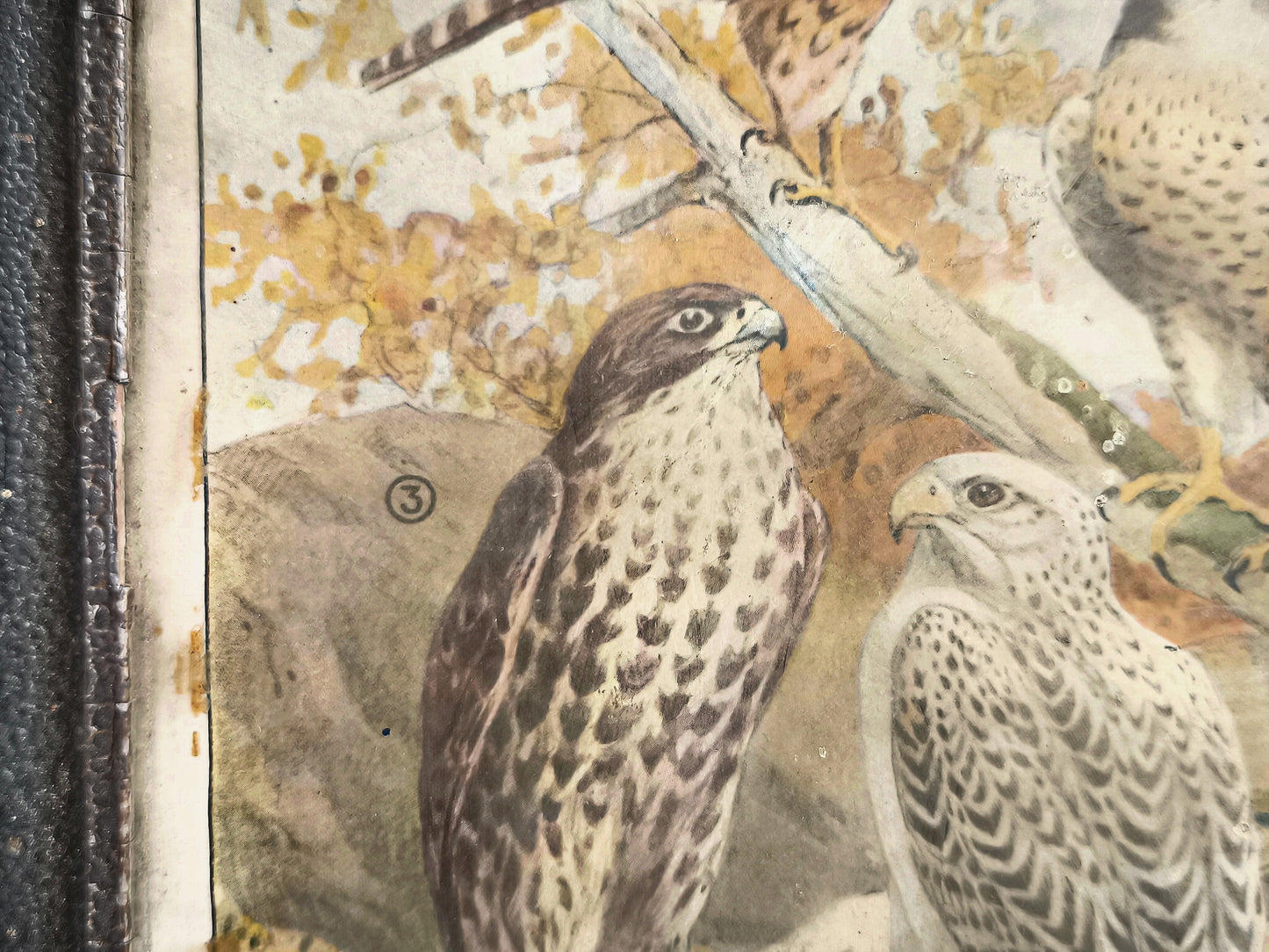 Antique German Falcon Print in Metal Frame