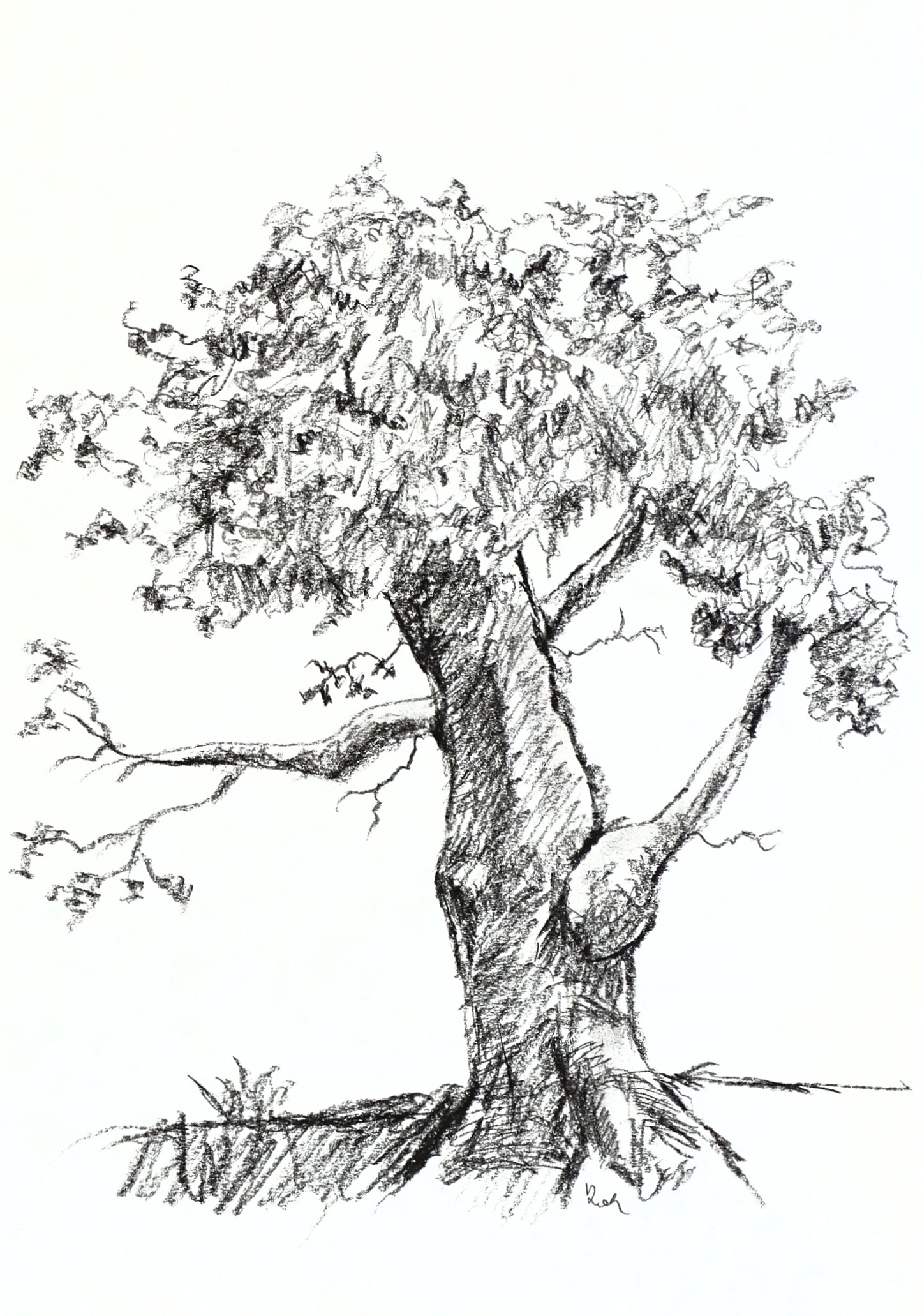 Tree Original Charcoal Drawing, Sketch