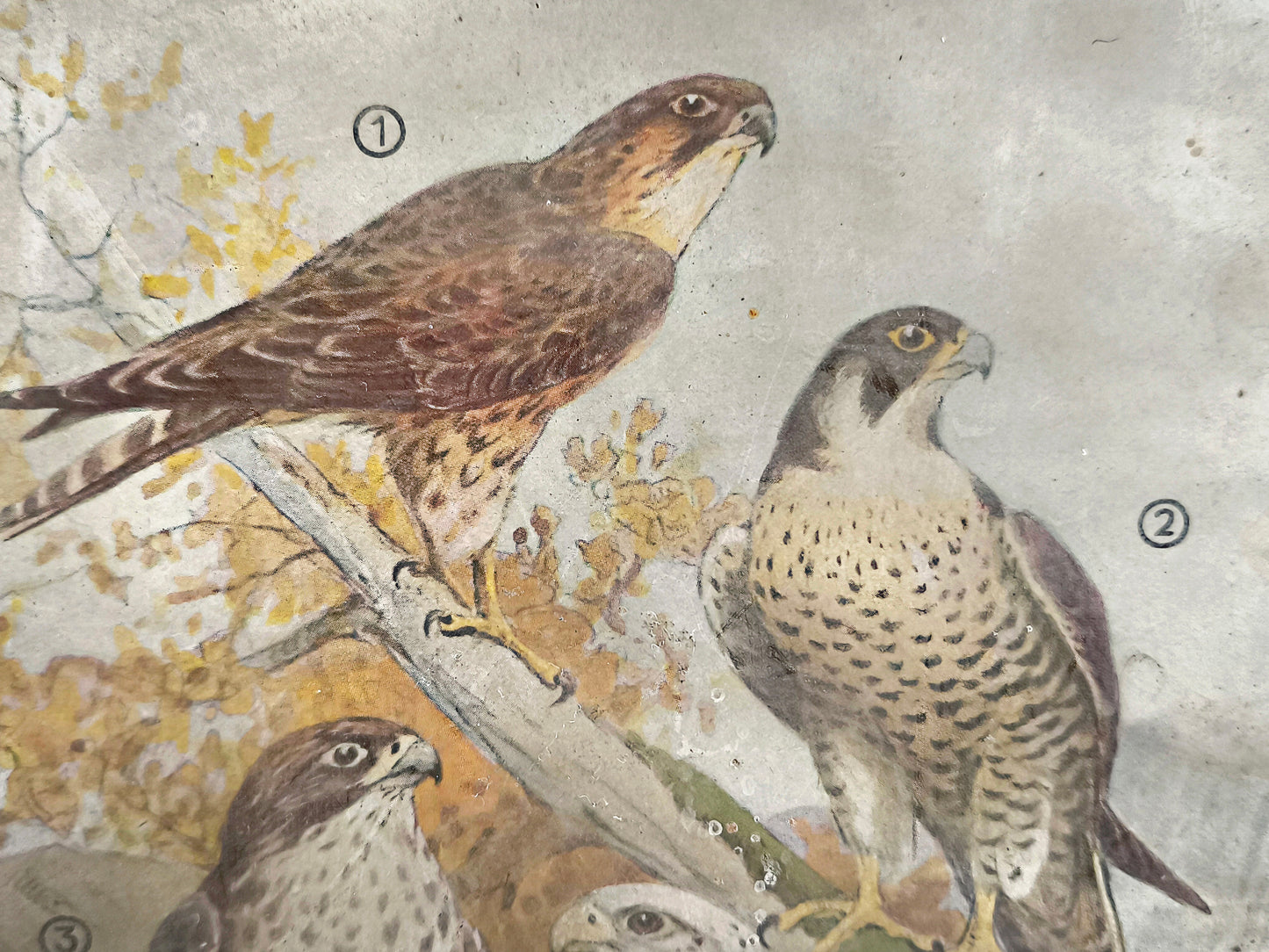 Antique German Falcon Print in Metal Frame