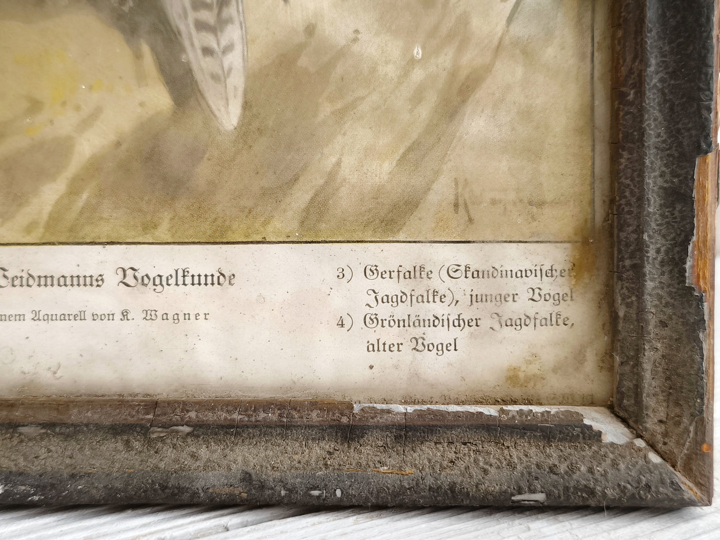 Antique German Falcon Print in Metal Frame